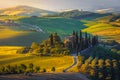 Agricultural scenery with olive plantations on the slope in Tuscany Royalty Free Stock Photo