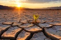 agricultural seedling growing on a scorched cracked land Royalty Free Stock Photo
