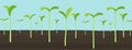 Agricultural seedlings field. Growing young plant shoots. Crops seed began to sprout. Spring season. Vector. Horizontal Royalty Free Stock Photo