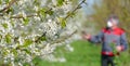 Agricultural senior worker in a blossom cherry orchard spraying pesticide