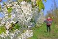 Agricultural senior worker in a blossom cherry orchard spraying pesticide Royalty Free Stock Photo