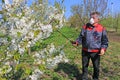 Agricultural senior worker in a blossom cherry orchard spraying pesticide Royalty Free Stock Photo