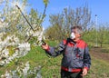 Agricultural Senior Worker In A Blossom Cherry Orchard Spraying Pesticide