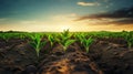 Agricultural shot showcases rows of young corn plants thriving in a vast field with fertile soil, Ai Generated Royalty Free Stock Photo