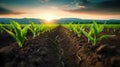 Agricultural shot showcases rows of young corn plants thriving in a vast field with fertile soil, Ai Generated Royalty Free Stock Photo