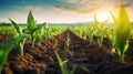 Agricultural shot showcases rows of young corn plants thriving in a vast field with fertile soil, Ai Generated Royalty Free Stock Photo