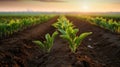 Agricultural shot showcases rows of young corn plants thriving in a vast field with fertile soil, Ai Generated Royalty Free Stock Photo