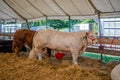 Agricultural show UK Royalty Free Stock Photo