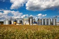 Agricultural Silos on the background of flowering buckwheat. Storage and drying of grains, wheat, corn, soy, sunflower against the Royalty Free Stock Photo