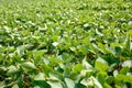 Agricultural soy plantation - Green growing soybeans plant Royalty Free Stock Photo