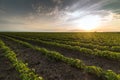 Agricultural soy plantation on sunny day - Green growing soybea Royalty Free Stock Photo