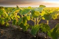 Agricultural soy plantation on sunny day - Green growing soybea Royalty Free Stock Photo