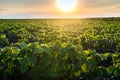 Agricultural soy plantation on sunny day - Green growing soybea Royalty Free Stock Photo
