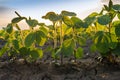 Agricultural soy plantation on sunny day - Green growing soybea Royalty Free Stock Photo