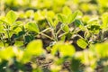 Agricultural soy plantation on sunny day - Green growing soybea Royalty Free Stock Photo