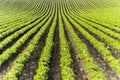 Agricultural soy plantation on sunny day - Green growing soybea Royalty Free Stock Photo