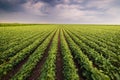 Agricultural soy plantation on sunny day - Green growing soybea Royalty Free Stock Photo