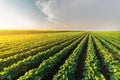 Agricultural soy plantation on sunny day - Green growing soybea