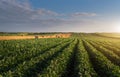 Agricultural soy plantation on sunny day - Green growing soybea Royalty Free Stock Photo