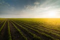 Agricultural soy plantation on sunny day - Green growing soybea Royalty Free Stock Photo