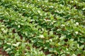 Agricultural soy plantation - Green growing soybeans plant top v Royalty Free Stock Photo