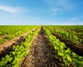 Agricultural soy planting on a huge field. Green growing soybeans plant against blue sky. Royalty Free Stock Photo