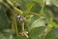 Agricultural soybean flower and pods plantation background on sunny day. Green growing soybeans against sunlight Royalty Free Stock Photo