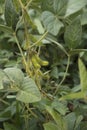 Agricultural soybean flower and pods plantation background on sunny day. Green growing soybeans against sunlight Royalty Free Stock Photo