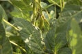 Agricultural soybean flower and pods plantation background on sunny day. Green growing soybeans against sunlight Royalty Free Stock Photo