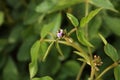 Agricultural soybean flower and pods plantation background on sunny day. Green growing soybeans against sunlight Royalty Free Stock Photo