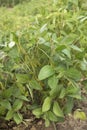 Agricultural soybean flower and pods plantation background on sunny day. Green growing soybeans against sunlight Royalty Free Stock Photo