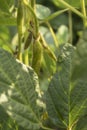 Agricultural soybean flower and pods plantation background on sunny day. Green growing soybeans against sunlight Royalty Free Stock Photo