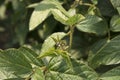 Agricultural soybean flower and pods plantation background on sunny day. Green growing soybeans against sunlight Royalty Free Stock Photo