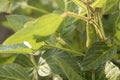 Agricultural soybean flower and pods plantation background on sunny day. Green growing soybeans against sunlight Royalty Free Stock Photo