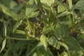 Agricultural soybean flower and pods plantation background on sunny day. Green growing soybeans against sunlight Royalty Free Stock Photo