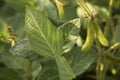 Agricultural soybean flower and pods plantation background on sunny day. Green growing soybeans against sunlight Royalty Free Stock Photo