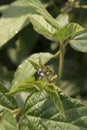 Agricultural soybean flower and pods plantation background on sunny day. Green growing soybeans against sunlight Royalty Free Stock Photo