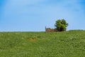 Agricultural spring landscape below the historic town of Salemi on the island of Sicily Royalty Free Stock Photo