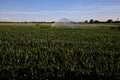 Agricultural sprinkler above a corn field in the italian countryside at sunset Royalty Free Stock Photo