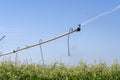 Agricultural Sprinkler Spraying Water on Corn Crop Royalty Free Stock Photo