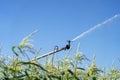 Agricultural Sprinkler Watering a Field of Corn in a Dry Season Royalty Free Stock Photo