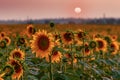 Agricultural summer landscape with sunflowers and evening sky