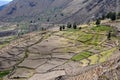 Agricultural terraces in Colca valley in Peru.