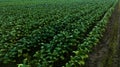 Agricultural tobacco green leaves and texture plantation farmland. aerial view Royalty Free Stock Photo