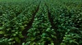 Agricultural tobacco green leaves and texture plantation farmland. aerial view Royalty Free Stock Photo