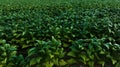 Agricultural tobacco green leaves and texture plantation farmland. aerial view Royalty Free Stock Photo