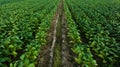 Agricultural tobacco green leaves and texture plantation farmland. aerial view Royalty Free Stock Photo