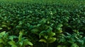 Agricultural tobacco green leaves and texture plantation farmland. aerial view Royalty Free Stock Photo