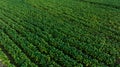 Agricultural tobacco green leaves and texture plantation farmland. aerial view Royalty Free Stock Photo