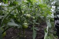 Agricultural tomato farm in a modern greenhouse with green tomatoes Royalty Free Stock Photo